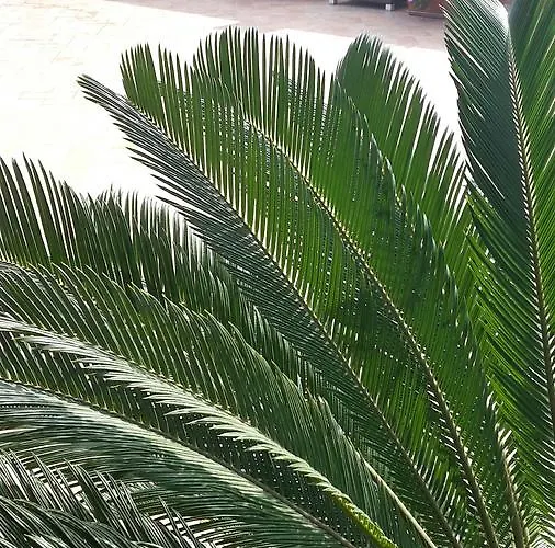 Al Porto بيت ضيافة *